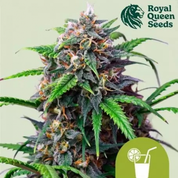 Purple Lemonade Auto Feminised Cannabis Seeds | Royal Queen Seeds.