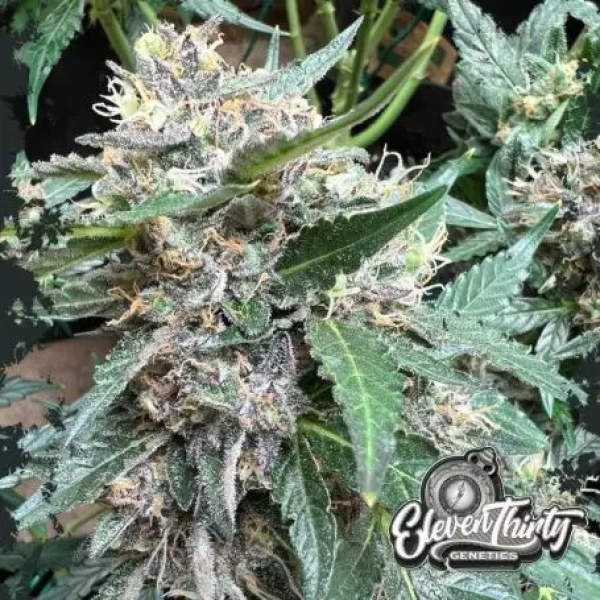 Rainbow Chip Auto Cannabis Seeds - Eleven Thirty Genetics.