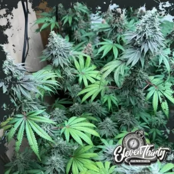 Swamp Fumez Auto Cannabis Seeds - Eleven Thirty Genetics.