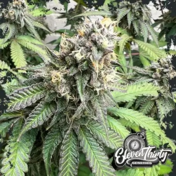 Nana Budder Cannabis Seeds - Eleven Thirty Genetics.