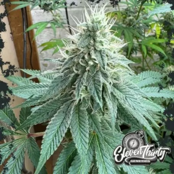 Curdz Cannabis Seeds - Eleven Thirty Genetics.