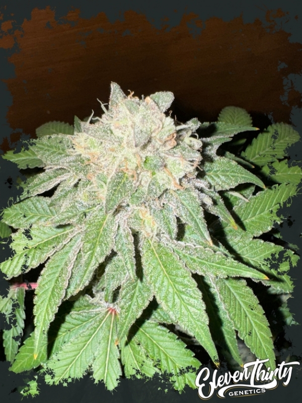 Cake Budder Auto Cannabis Seeds - Eleven Thirty Genetics.