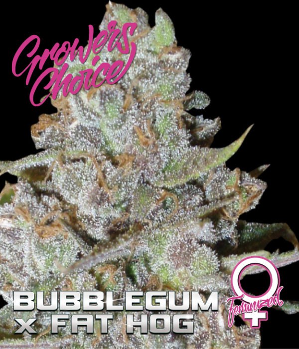 gorilla bubble gum strain