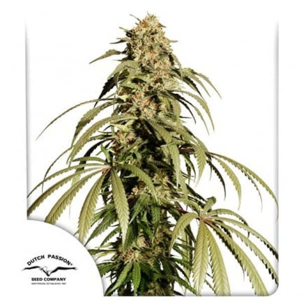 Ice Cream Haze Feminised Cannabis Seeds | Dutch Passion.