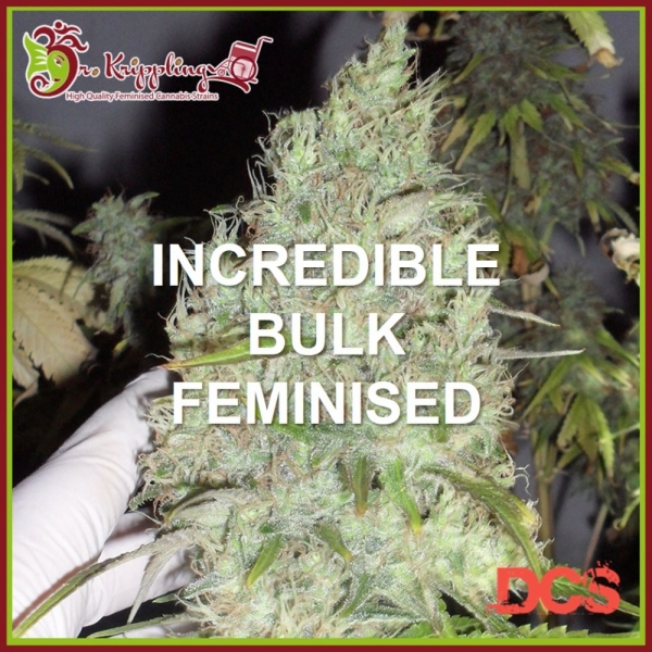 Dr Krippling Incredible Bulk Feminised Cannabis Seeds