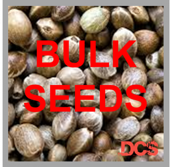 Amnesia Haze Feminised Cannabis Seeds – 100 Bulk Seeds.