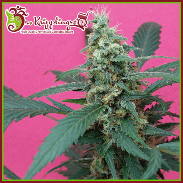 Mong-U-Mental Feminised Cannabis Seeds | Dr Krippling 