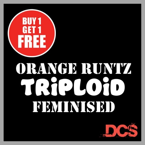 Orange Runtz TRIPLOID Feminised Seeds | Discount Cannabis Seeds