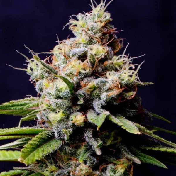 Purple Berry Kush Feminised Cannabis Seeds – Spliff Seeds