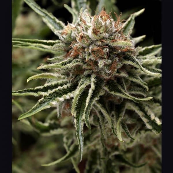 Shark Feminised Cannabis Seeds | Pyramid Seeds