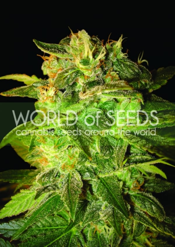 Sugar Mango Ryder Auto Feminised Cannabis Seeds | World of Seeds