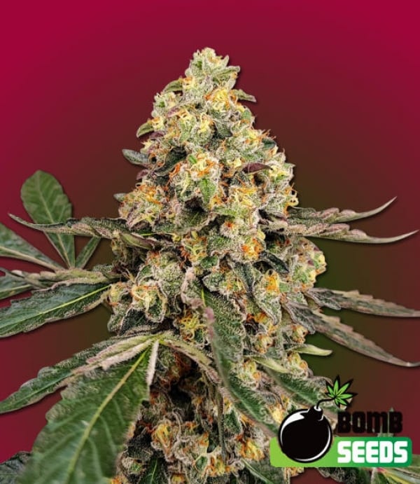 THC Fritters Feminised Cannabis Seeds | Bomb Seeds. 