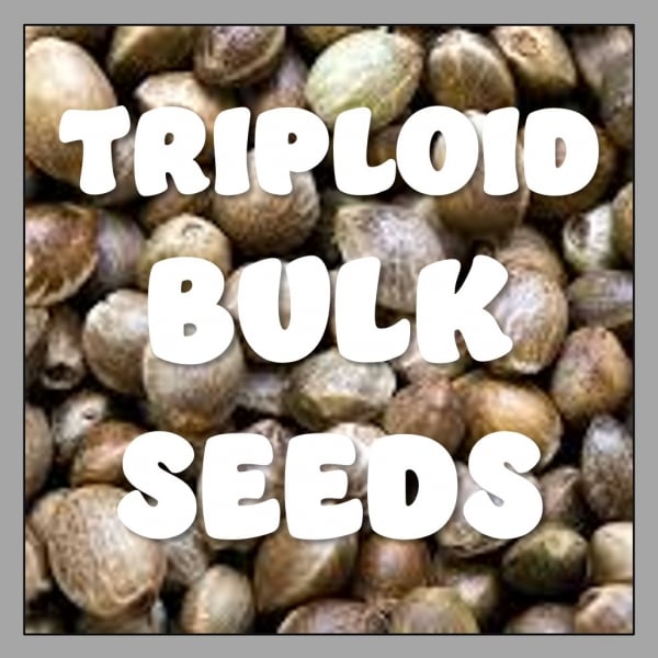 OG Kush TRIPLOID Feminised Seeds | 100 Bulk Seeds