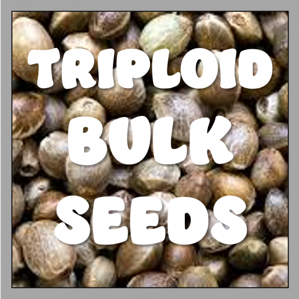 Rotten Apple TRIPLOID Feminised Seeds | 100 Bulk Seeds