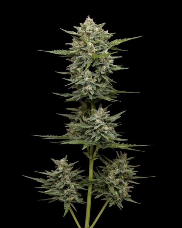 Vanilla Latte Auto Feminised Cannabis Seeds - Humboldt Seed Company