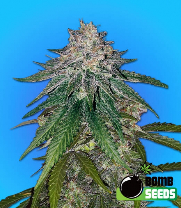 Zkittlez Gum Bomb Cannabis Seeds | Bomb Seeds.