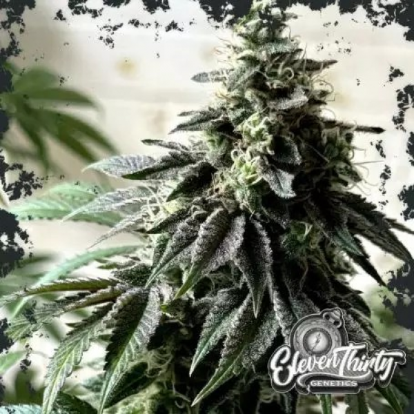 Papaya Krush Cannabis Seeds - Eleven Thirty Genetics.