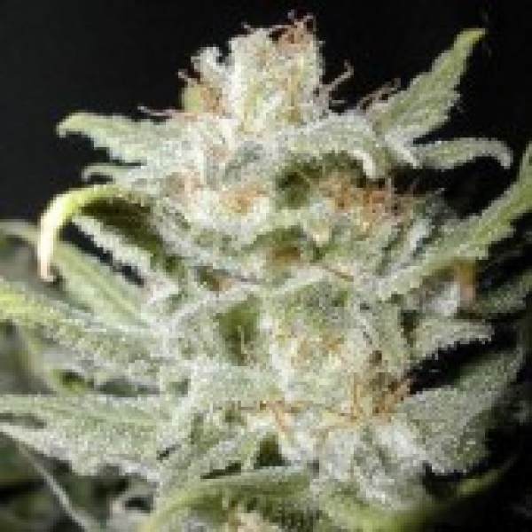  Bangi  Haze Regular Cannabis Seeds Cannabiogen Seeds 