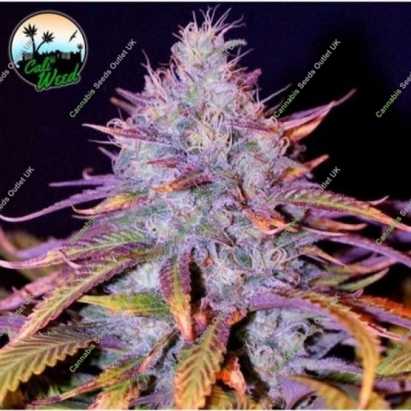 Blue Dream Feminised Cannabis Seeds Cali Weed