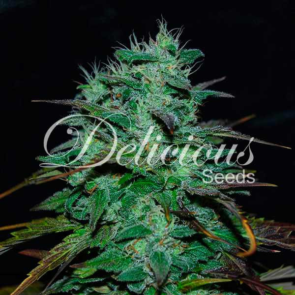 Chocobang Feminised Cannabis Seeds | Delicious Seeds