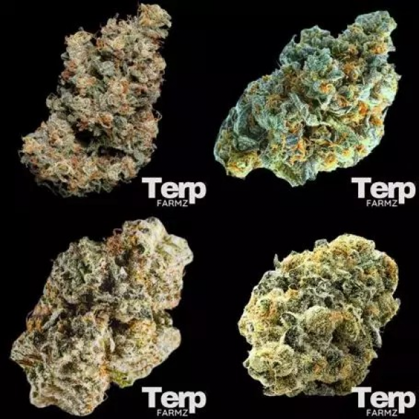 Feminised Collection Cannabis Seeds- Terp Farmz.