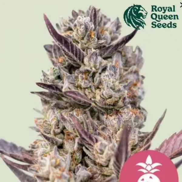 Tropicana Cookies Purple Feminised Cannabis Seeds | Royal Queen Seeds.