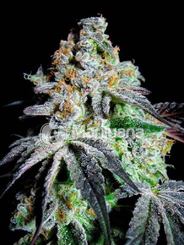 Originial Grand  Daddy  Purp Feminised Cannabis Seeds 