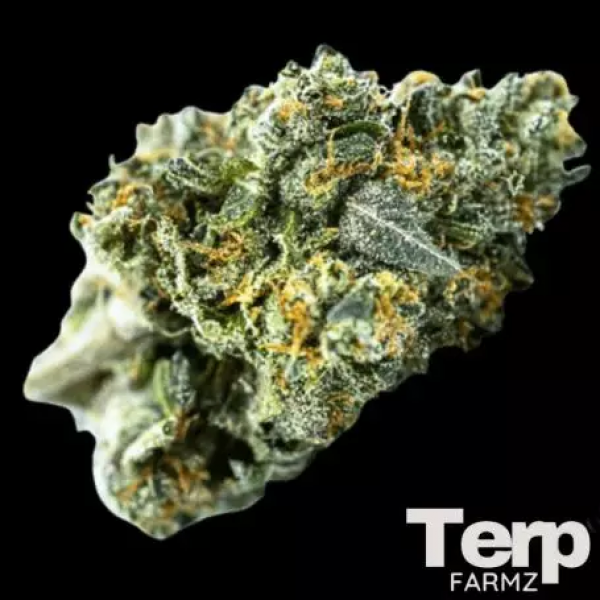 Blue Zushi Auto Feminised Cannabis Seeds- Terp Farmz.