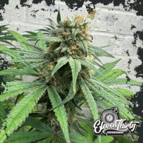 Cheese Wizard Cannabis Seeds - Eleven Thirty Genetics.