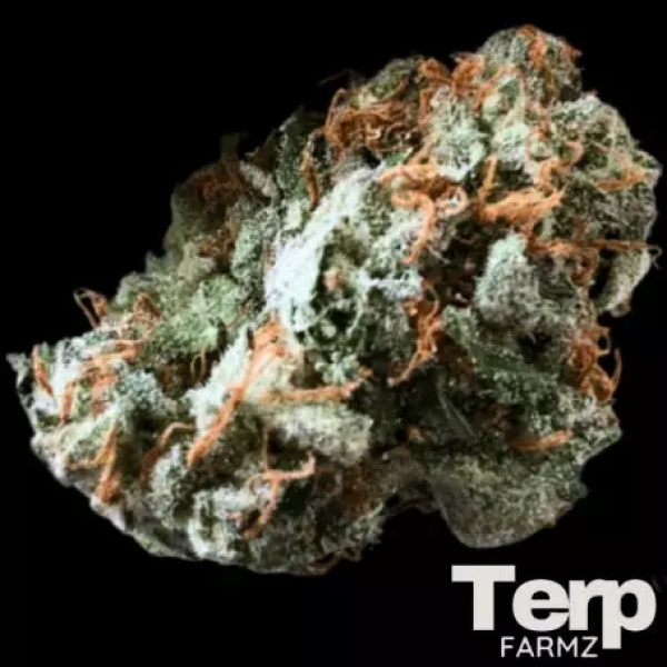 Brain Trauma Auto Feminised Cannabis Seeds- Terp Farmz.