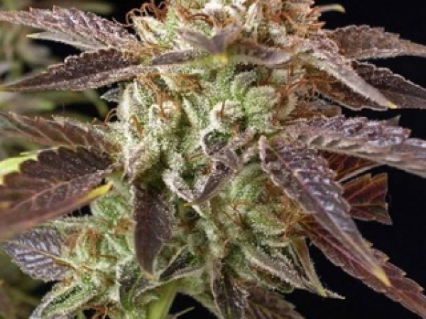 BC Kush Regular Cannabis Seeds | BC Bud Depot
