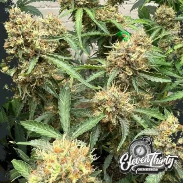 One Eyed Resin Chucker Cannabis Seeds - Eleven Thirty Genetics.