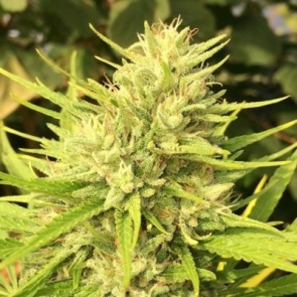 Malawi x Panama Feminised Cannabis Seeds | Ace Seeds