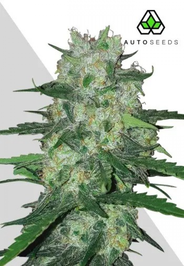 Auto AK47 Cannabis Seeds | Auto Seeds.