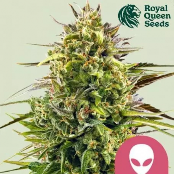 Alien OG Feminised Cannabis Seeds | Royal Queen Seeds.