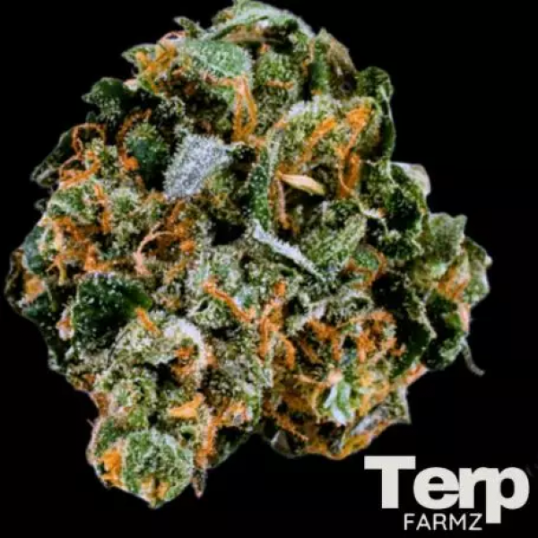 Original Cheerioz Feminised Cannabis Seeds- Terp Farmz.