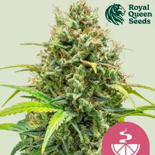 Lemon Skunk Feminised Cannabis Seeds | Royal Queen Seeds.