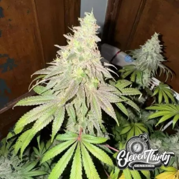 Dawg Fartz Auto Cannabis Seeds - Eleven Thirty Genetics.