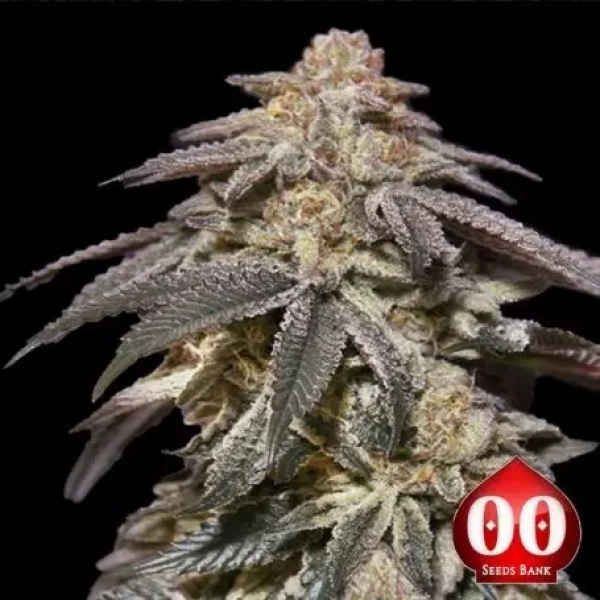 Auto Apple Bananas Feminised Cannabis Seeds | OO Seeds