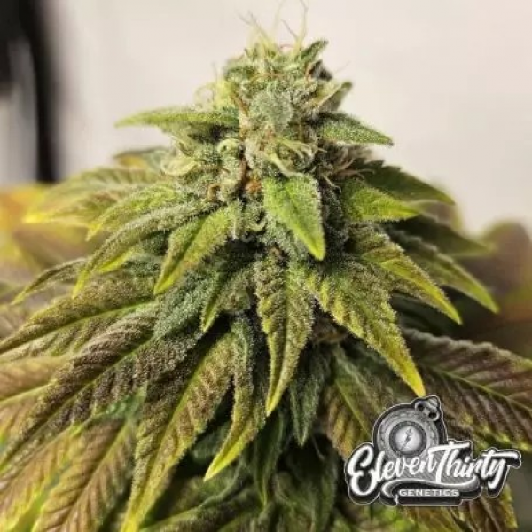 Highlighterz Cannabis Seeds - Eleven Thirty Genetics.