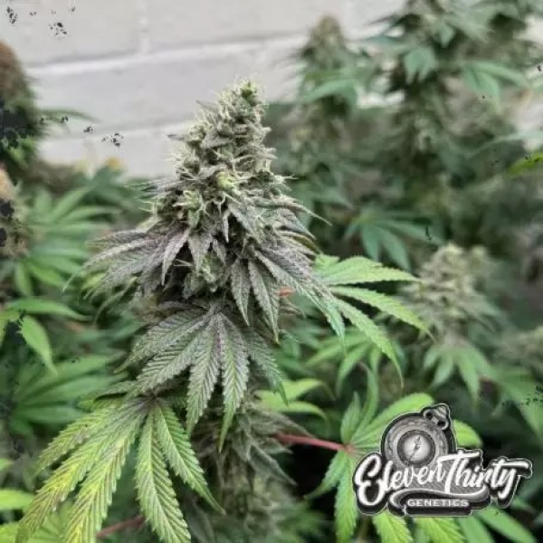 Double Scoop Cannabis Seeds - Eleven Thirty Genetics.