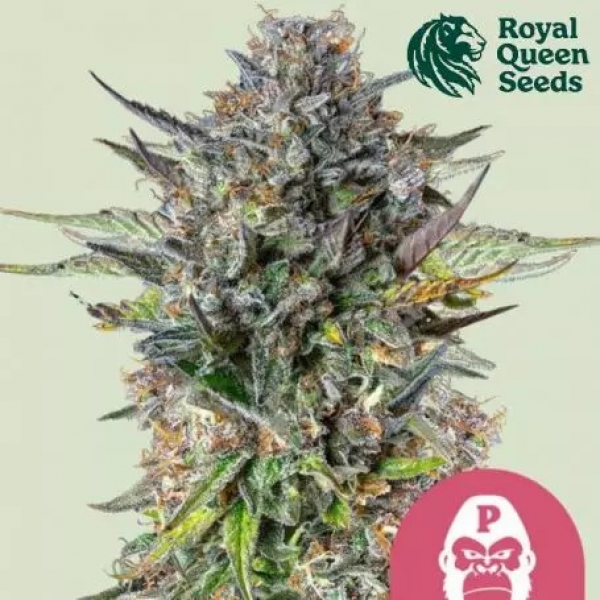 Pink Gorilla Feminised Cannabis Seeds | Royal Queen Seeds.