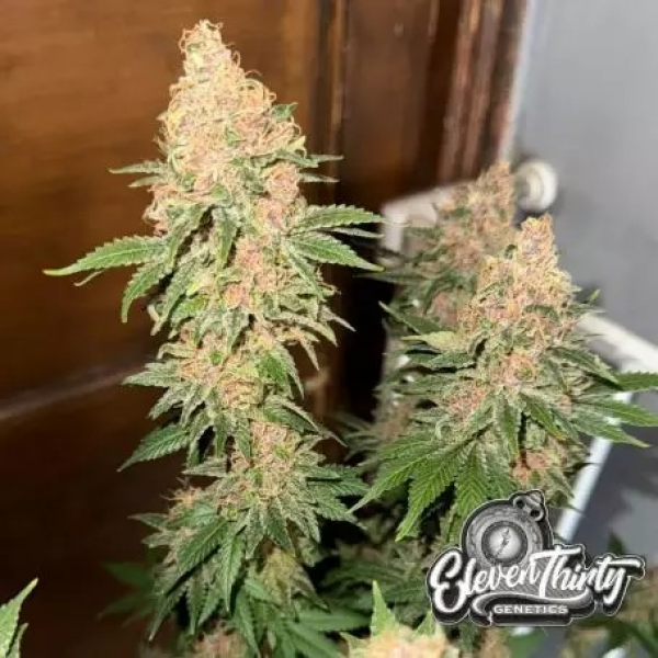 Purple Fun Dip Cannabis Seeds - Eleven Thirty Genetics.