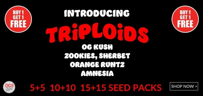 Triploids - Discount Cannabis Seeds