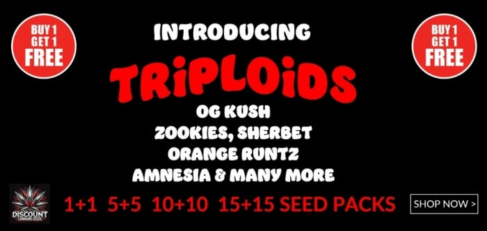 Triploids - Discount Cannabis Seeds