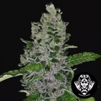 Frozen Afghan Mintz Feminised Cannabis Seeds | G13 Labs.