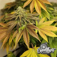 Zerbert Auto Cannabis Seeds - Eleven Thirty Genetics.