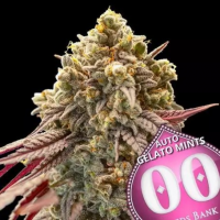 Auto Gelato Mint Feminised Cannabis Seeds | OO Seeds.