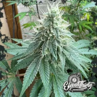 Curdz Auto Cannabis Seeds - Eleven Thirty Genetics.