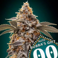 Auto Bubba's Gift Feminised Cannabis Seeds | OO Seeds.